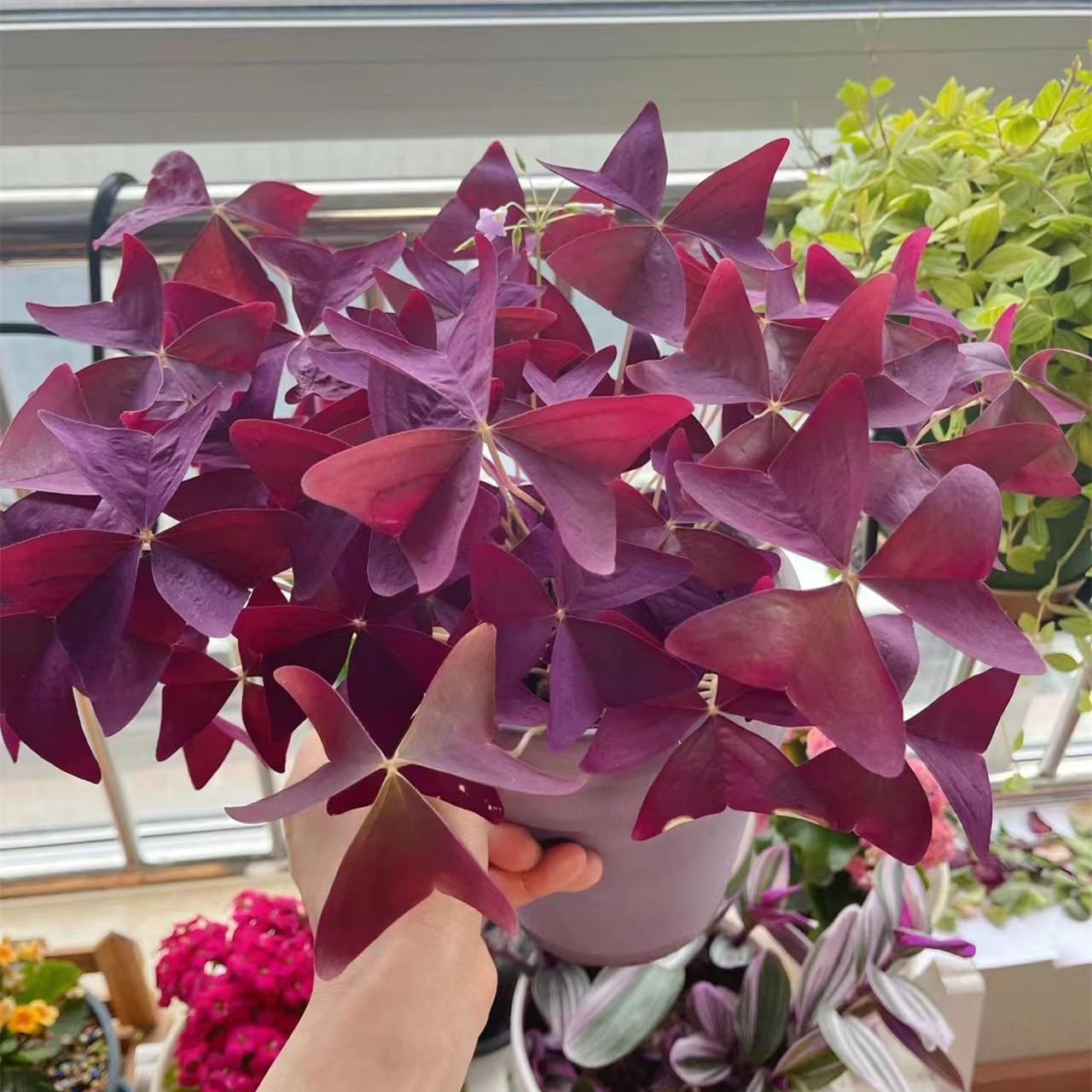 Purple Shamrocks Bulbs, Oxalis Triangularis, Pack of 24 K547690