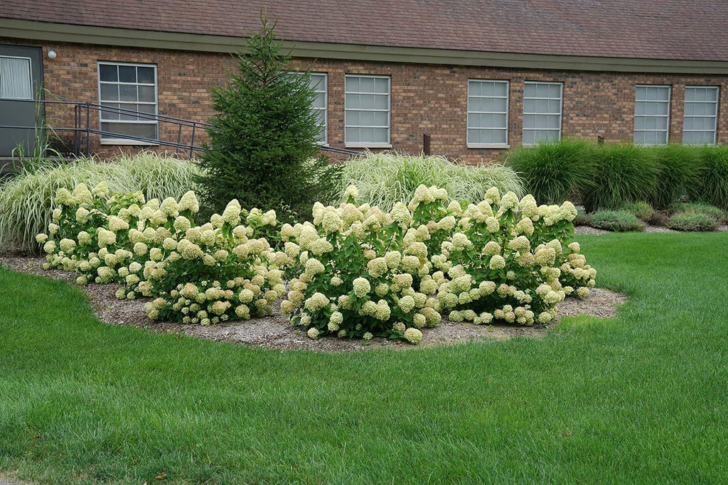 Proven Winners Hydrangea Limelight & Little Lime Panicle Shrub Bundle, 2 Gal Q94728
