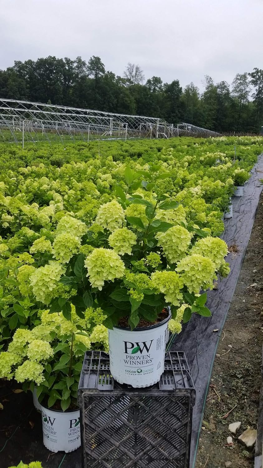 Proven Winners Hydrangea Limelight & Little Lime Panicle Shrub Bundle, 2 Gal Q94728