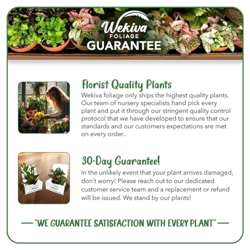 About Face Rose Bush Live Starter Plant in 2 Inch Pot S818
