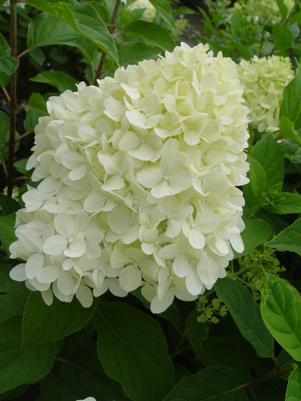 Proven Winners Hydrangea Limelight & Little Lime Panicle Shrub Bundle, 2 Gal Q94728