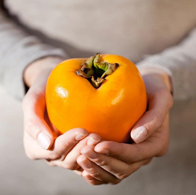 Hachiya Persimmon Tree - 24" Tall Live Plant - Grafted - Gallon Pot - Classic Astringent Variety - Asian Fruit - Diospyros kaki 'Hachiya'