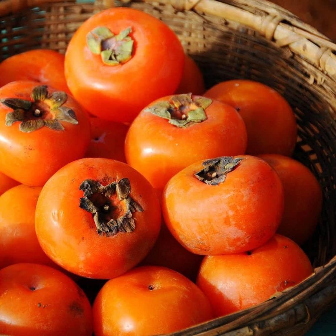 Persimmon Tree Seeds - 50 Seeds - Made in USA R204690