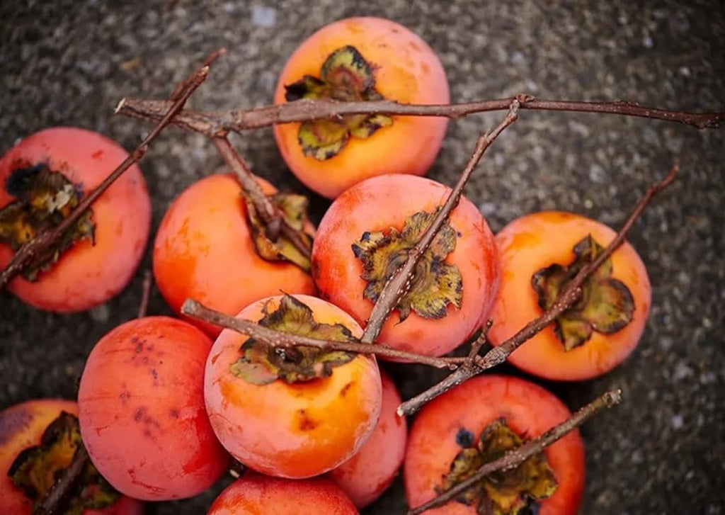 120 Japanese Persimmon Seeds for Planting Outdoors Non GMO Heirloom Y159