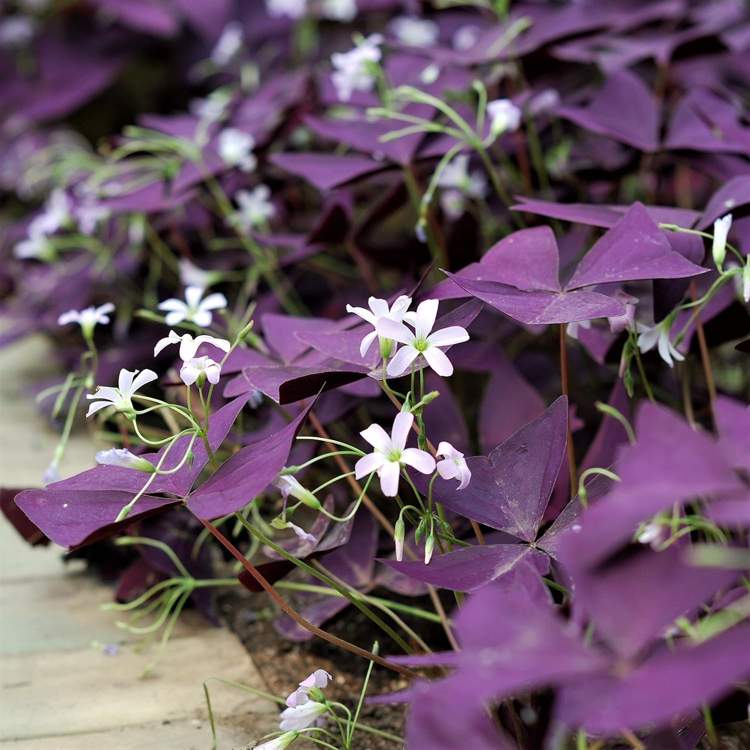 Oxalis Triangularis Purple Shamrocks - 10 Bulbs L556745