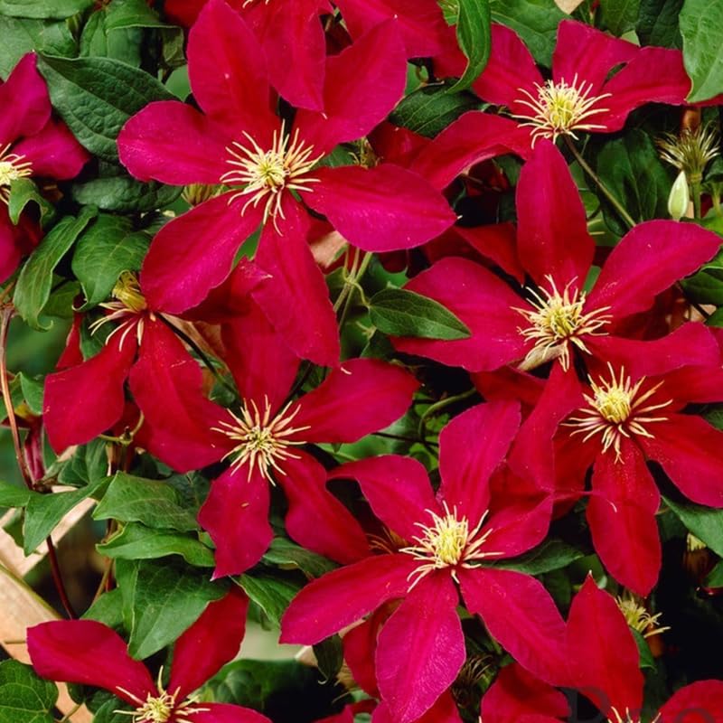 Clematis Vine Plant Live, Red, 4-6 Inch Tall, 2.5 Inch Pot V3762