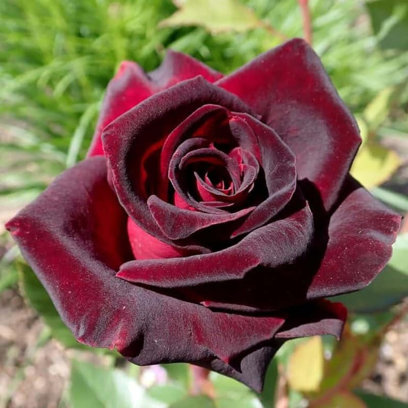 Lady Rose Plant Live Pink Rose Bush for Planting Outdoor Indoor Z567669