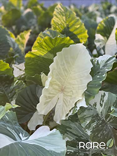 Alocasia Dawn Variegated Live Plant 18-24 in. Tall in Grower Pot Q7168