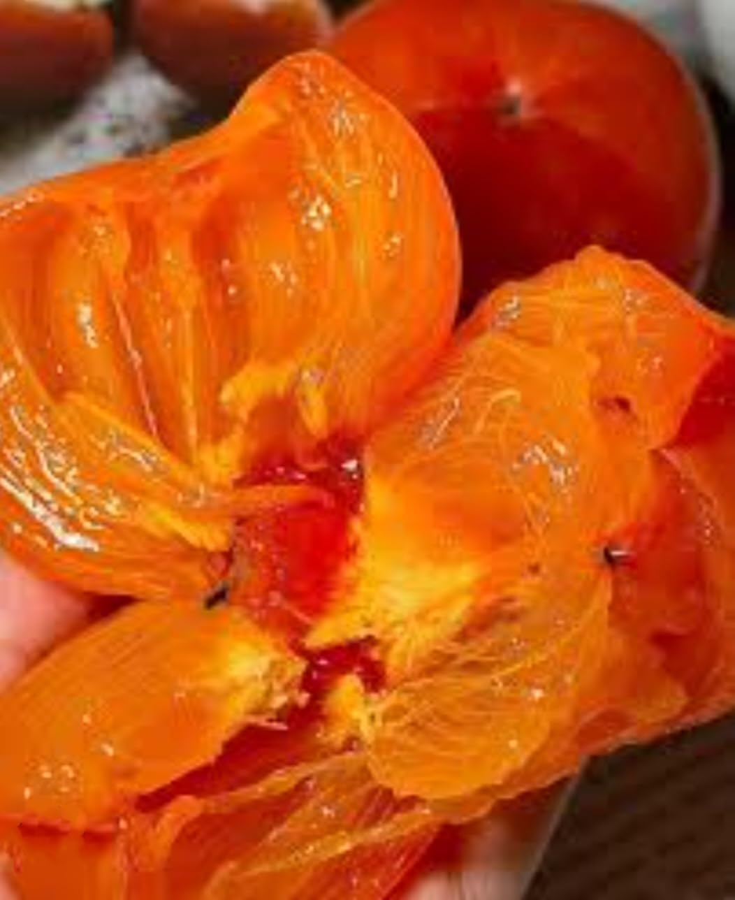 120 Japanese Persimmon Seeds for Planting Outdoors Non GMO Heirloom Y159