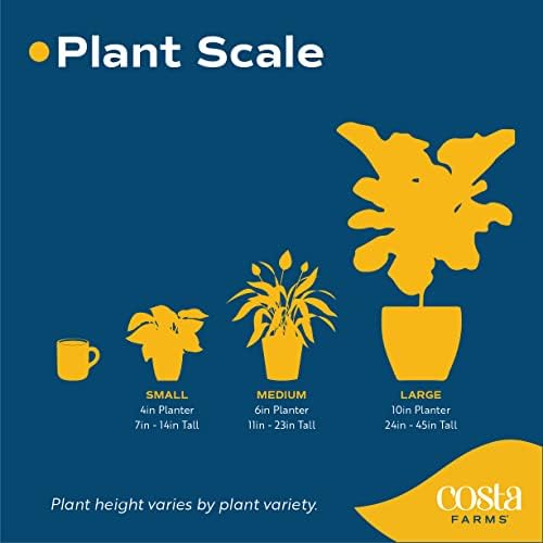 Costa Farms Mini Live Succulents Echeveria Houseplant in Stone Planter Pots, 4-Inches Tall (2-Pack) L10267
