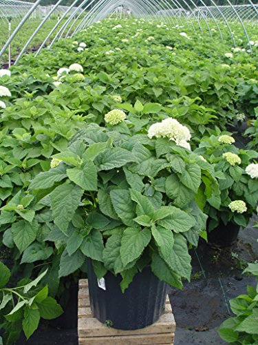 Hydrangea arb. 'Annabelle' Smooth Hydrangea Shrub, White Mophead Flowers, #3 Container F484907