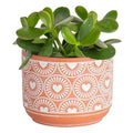 Costa Farms Mini Live Succulents, Echeveria Houseplant, Beautiful Live Indoor Plants in Cute Décor Stone Planter Pots, Great Gift for Perfect Room Décor, 4-Inches Tall (2-Pack)