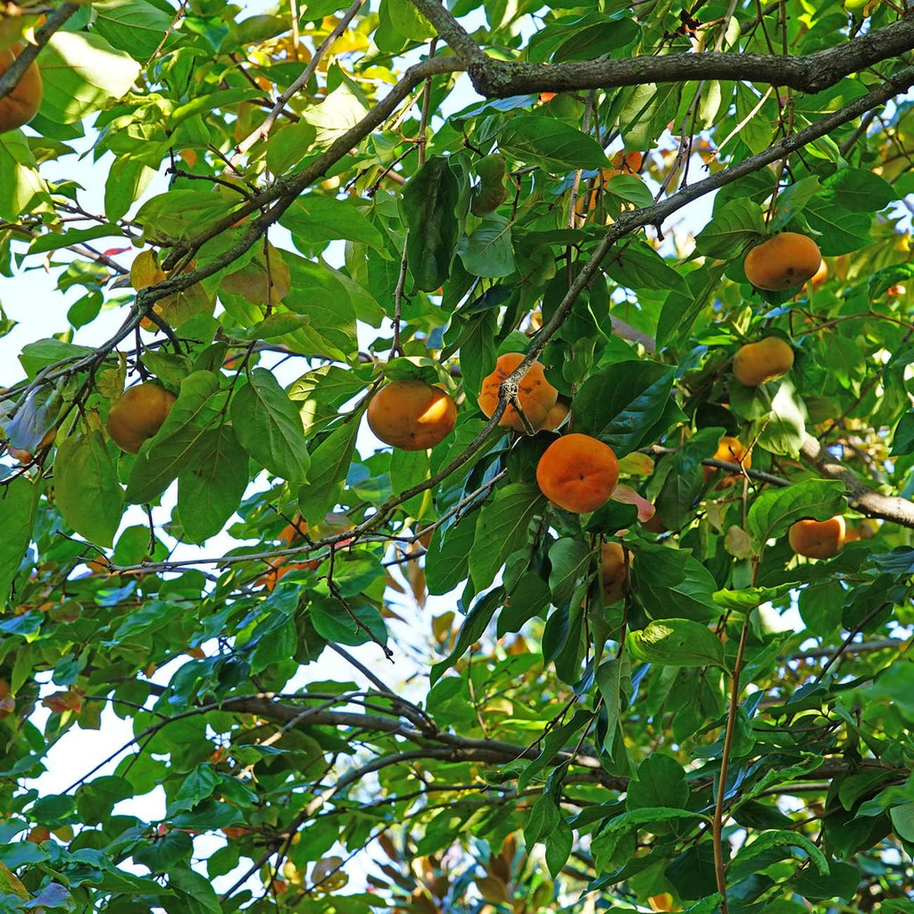 PERFECT PLANTS Hana Fuyu Persimmon Tree 4-5 Feet Live Fruit Tree K91580