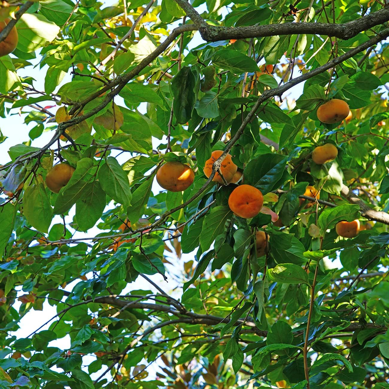 PERFECT PLANTS Hana Fuyu Persimmon Tree 4-5 Feet Live Fruit Tree K91580
