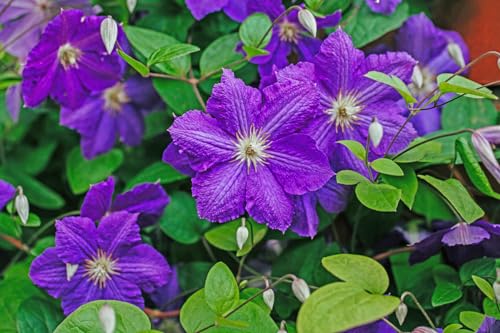 Clematis Vine Plant Live, 4-6 Inch Tall, Perennial Lavender Purple J59430