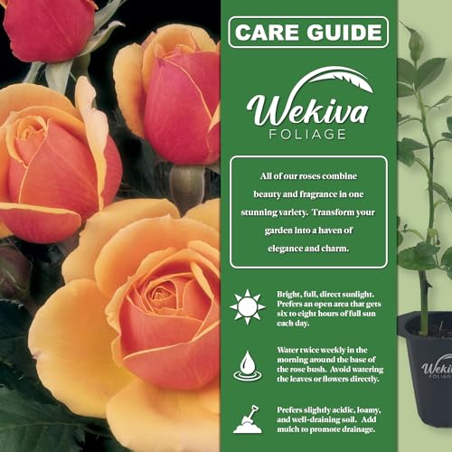 About Face Rose Bush Live Starter Plant in 2 Inch Pot S818