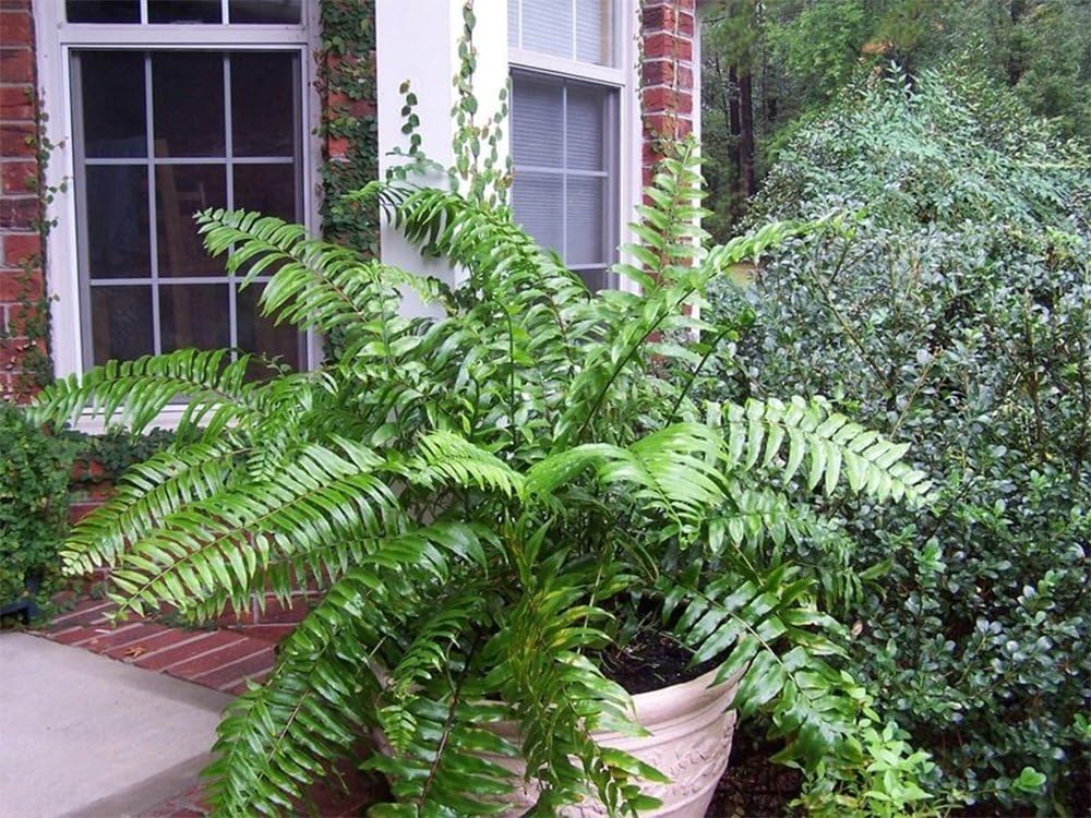 Macho Giant Sword Fern 1 Gallon Live Plant, 6" Pot H823347