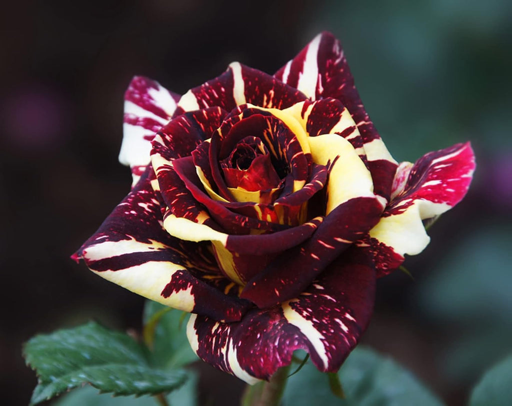 Dark Red Stripes Rose Bush Live Plant Outdoor Garden J946
