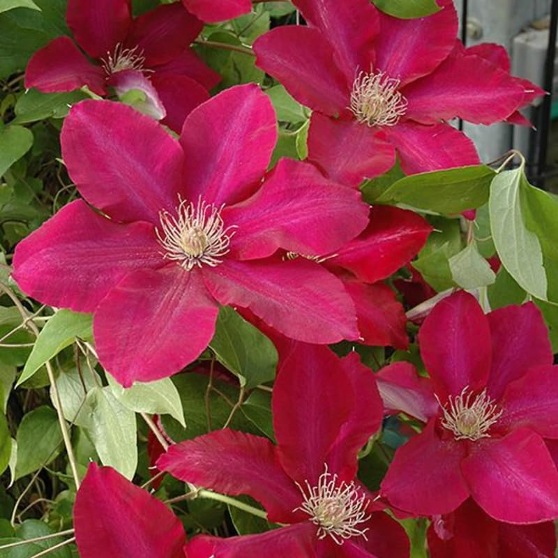 Clematis Vine Plant Live, Red, 4-6 Inch Tall, 2.5 Inch Pot V3762