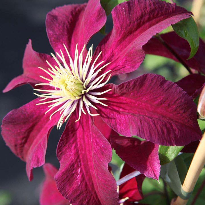 Clematis Vine Plant Live, Red, 4-6 Inch Tall, 2.5 Inch Pot V3762