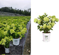 Proven Winners Hydrangea Limelight & Little Lime Panicle Shrub Bundle, 2 and 2 Gal Containers