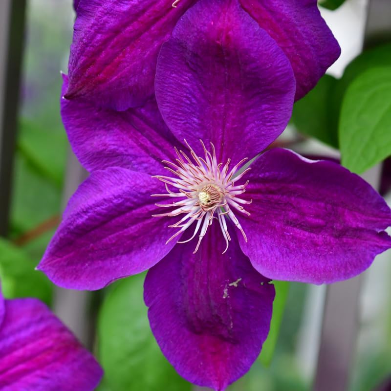 Dark Red Purple Clematis Vine Plant in 2.5 Inch Pot, Perennial Climbing for Outdoor Garden R5379
