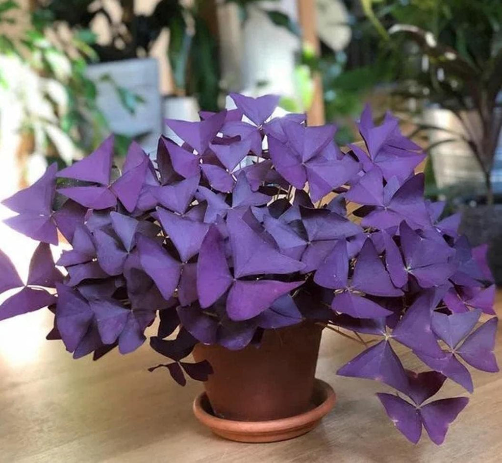 Oxalis Triangularis - 10 Bulbs of Purple Shamrocks, Vibrant & Easy to Grow