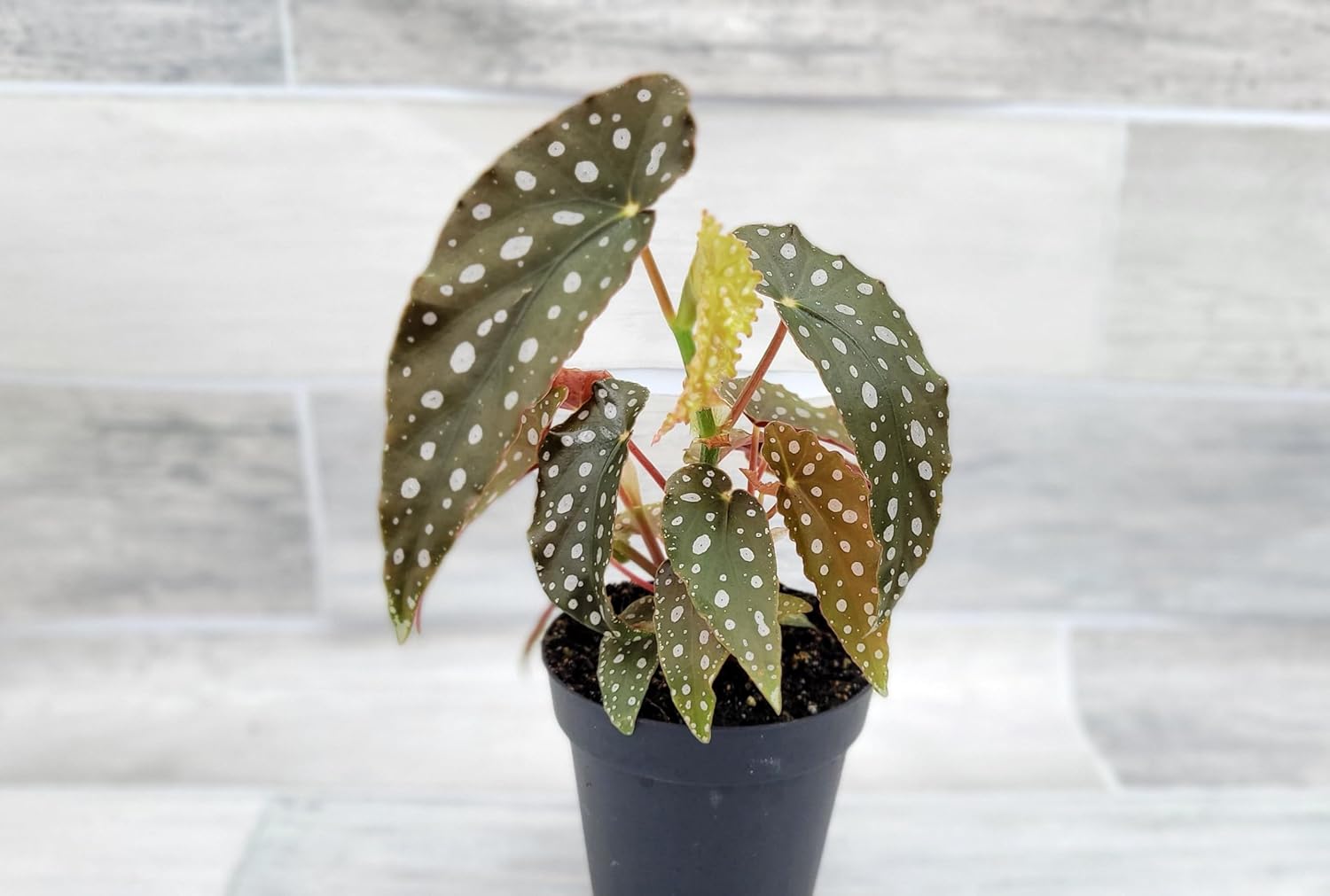 Begonia Maculata Angelwing in 4 Inch Nursery Pot by 3exoticgreen U361