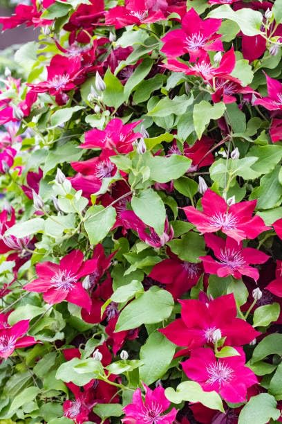 Clematis Vine Plant Live, Red, 4-6 Inch Tall, 2.5 Inch Pot V3762
