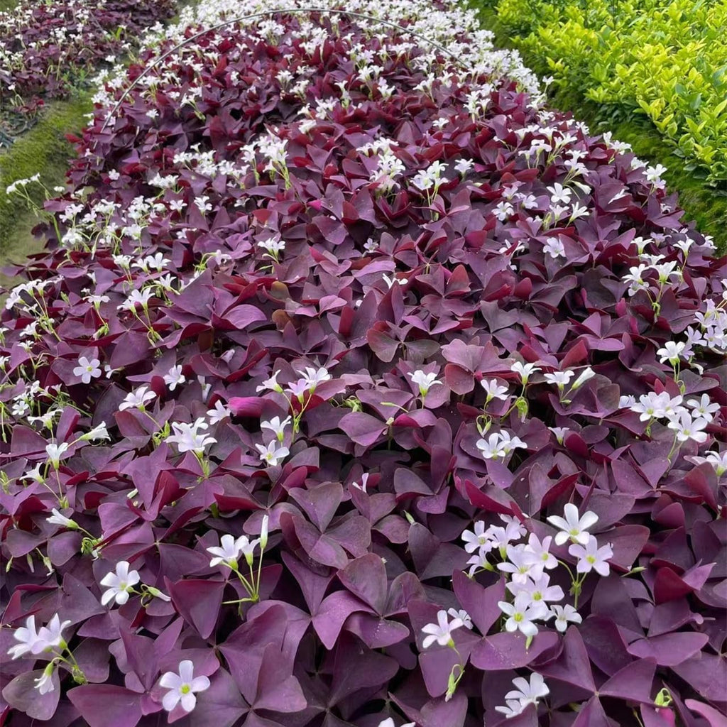 Purple Shamrocks Bulbs, Oxalis Triangularis, Pack of 24 K547690