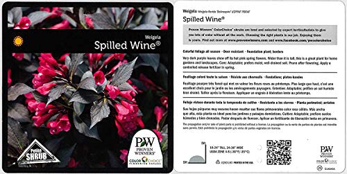 Proven Winners Weigela Florida Spilled Wine Shrub, Pink Flowers, #3 Container E391547