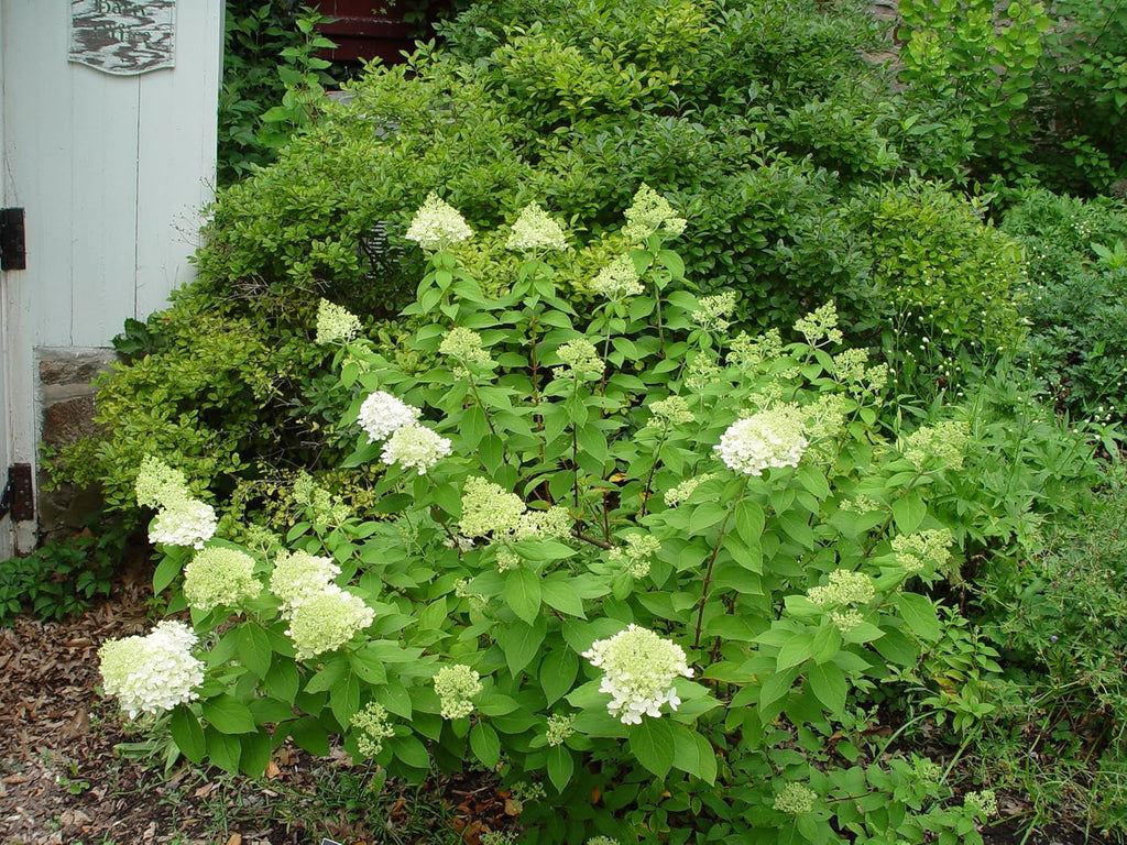Proven Winners Hydrangea Limelight & Little Lime Panicle Shrub Bundle, 2 Gal Q94728