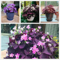 Pack of 24 Purple Shamrocks Bulbs, Oxalis Bulbs for Planting, Oxalis Triangularis Bulbs Good Luck Flower Bulbs