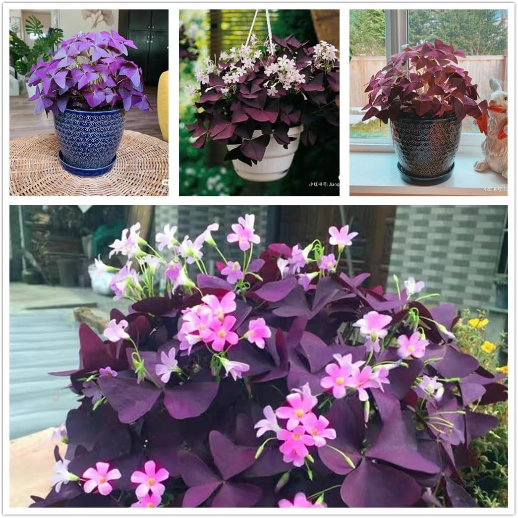 Pack of 24 Purple Shamrocks Bulbs, Oxalis Bulbs for Planting, Oxalis Triangularis Bulbs Good Luck Flower Bulbs