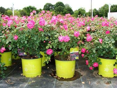 Double Pink Knock Out Rose, 1 gal by Brighter Blooms U126576