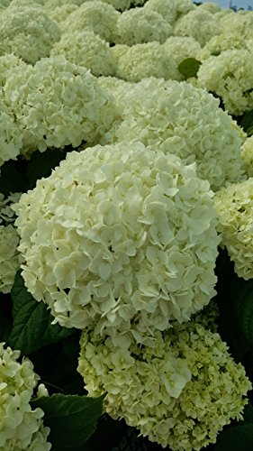 Hydrangea arb. 'Annabelle' Smooth Hydrangea Shrub, White Mophead Flowers, #3 Container F484907
