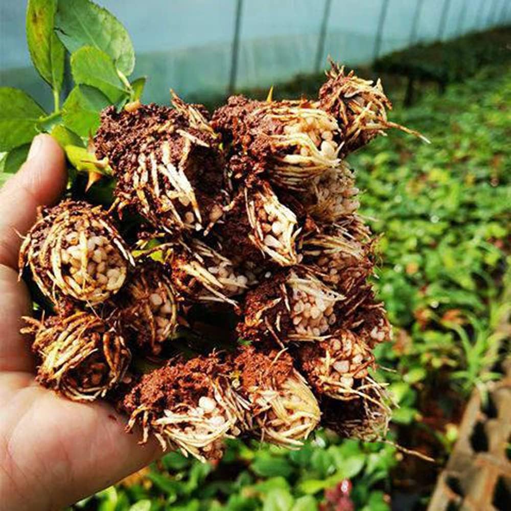 Dark Red Stripes Rose Bush Live Plant Outdoor Garden J946