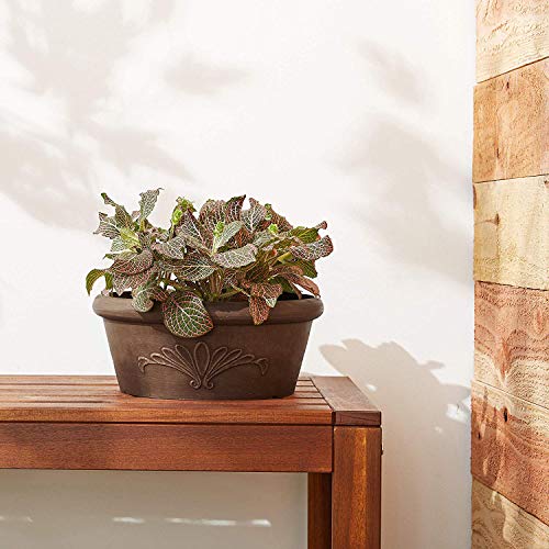 Arcadia Garden Products PSW Pot TA25TC Shallow Bulb Pan Planter Dish Low Bowl, 10-inch, Terra Cotta Y6618