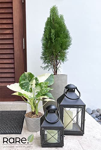 Alocasia Dawn Variegated Live Plant 18-24 in. Tall in Grower Pot Q7168