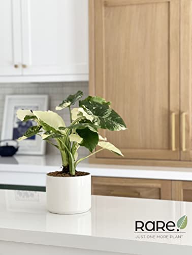 Alocasia Dawn Variegated Live Plant 18-24 in. Tall in Grower Pot Q7168