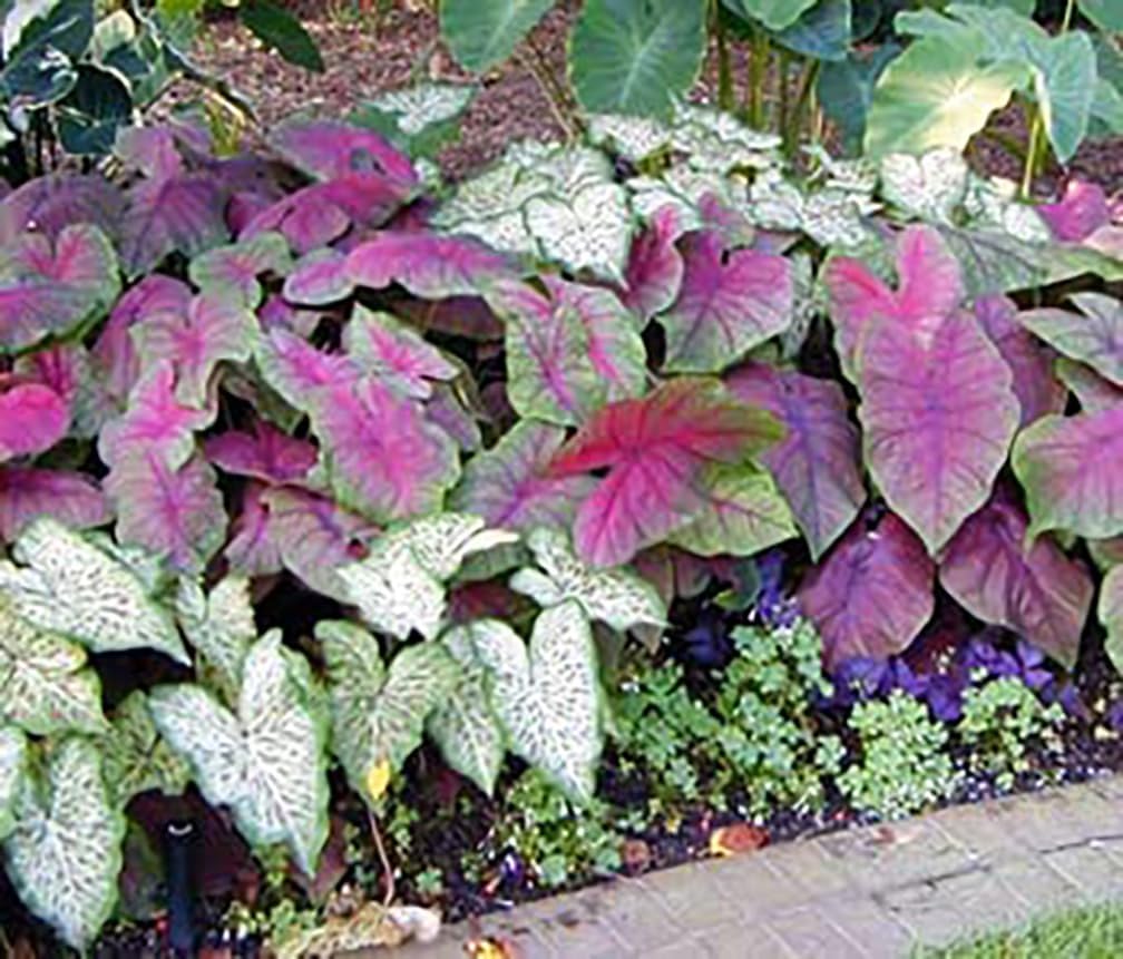 Kathleen Caladium Large Size Root K483