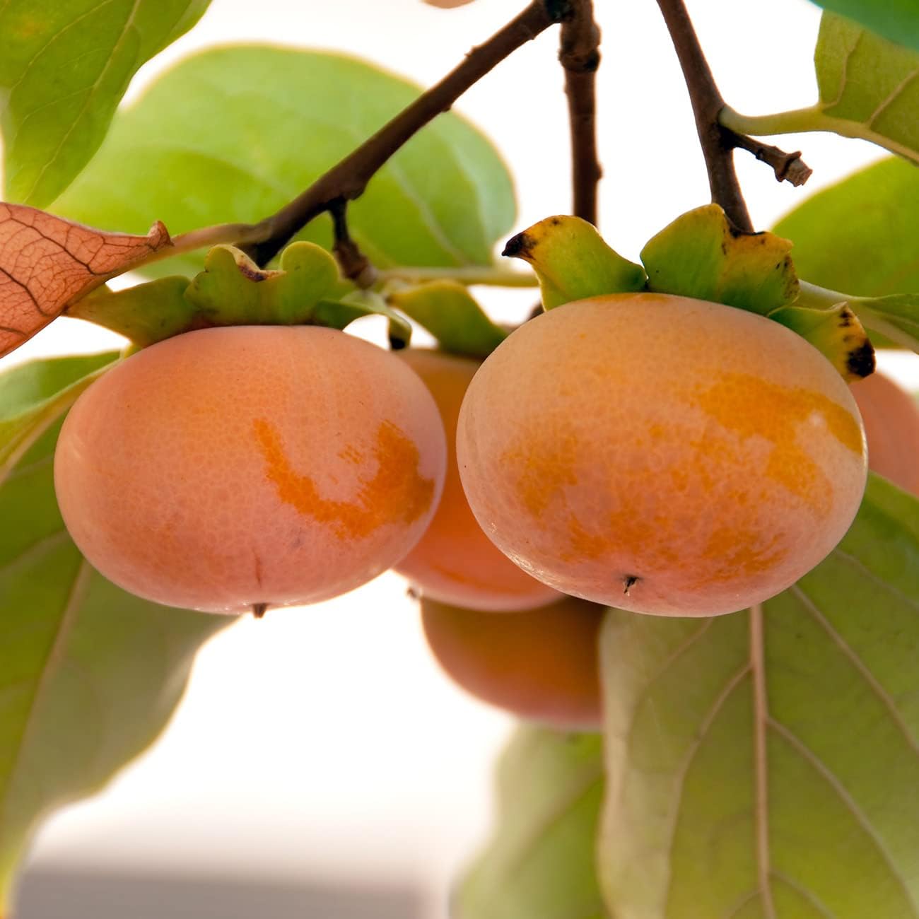 PERFECT PLANTS Hana Fuyu Persimmon Tree 4-5 Feet Live Fruit Tree K91580