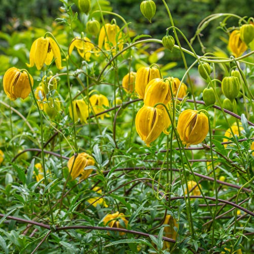 Outsidepride 1000 Seeds Perennial Clematis Climbing Vine K152
