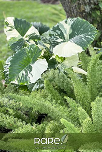 Alocasia Dawn Variegated Live Plant 18-24 in. Tall in Grower Pot Q7168
