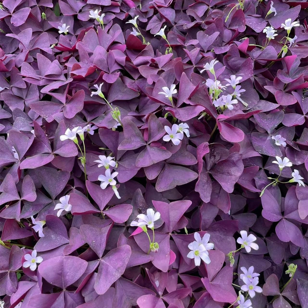 Purple Shamrocks Bulbs, Oxalis Triangularis, Pack of 24 K547690
