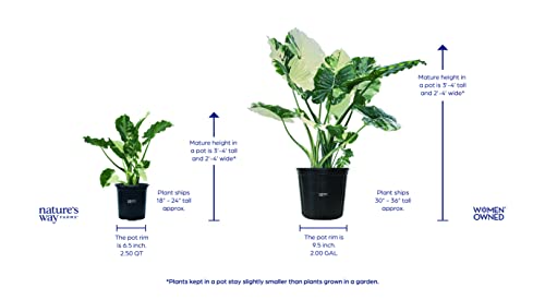 Alocasia Dawn Variegated Live Plant 18-24 in. Tall in Grower Pot Q7168