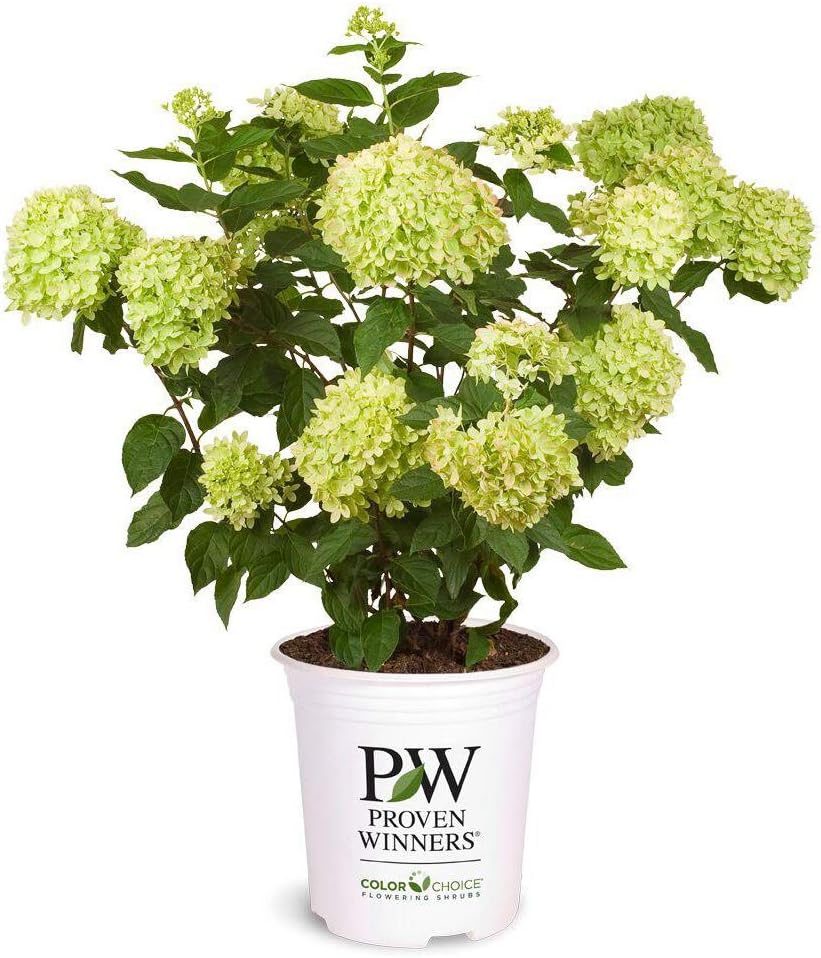 Proven Winners Hydrangea Limelight & Little Lime Panicle Shrub Bundle, 2 Gal Q94728