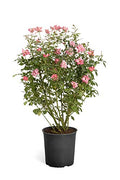 Brighter Blooms - Double Pink Knock Out Rose, 1 gal, No Shipping to AZ
