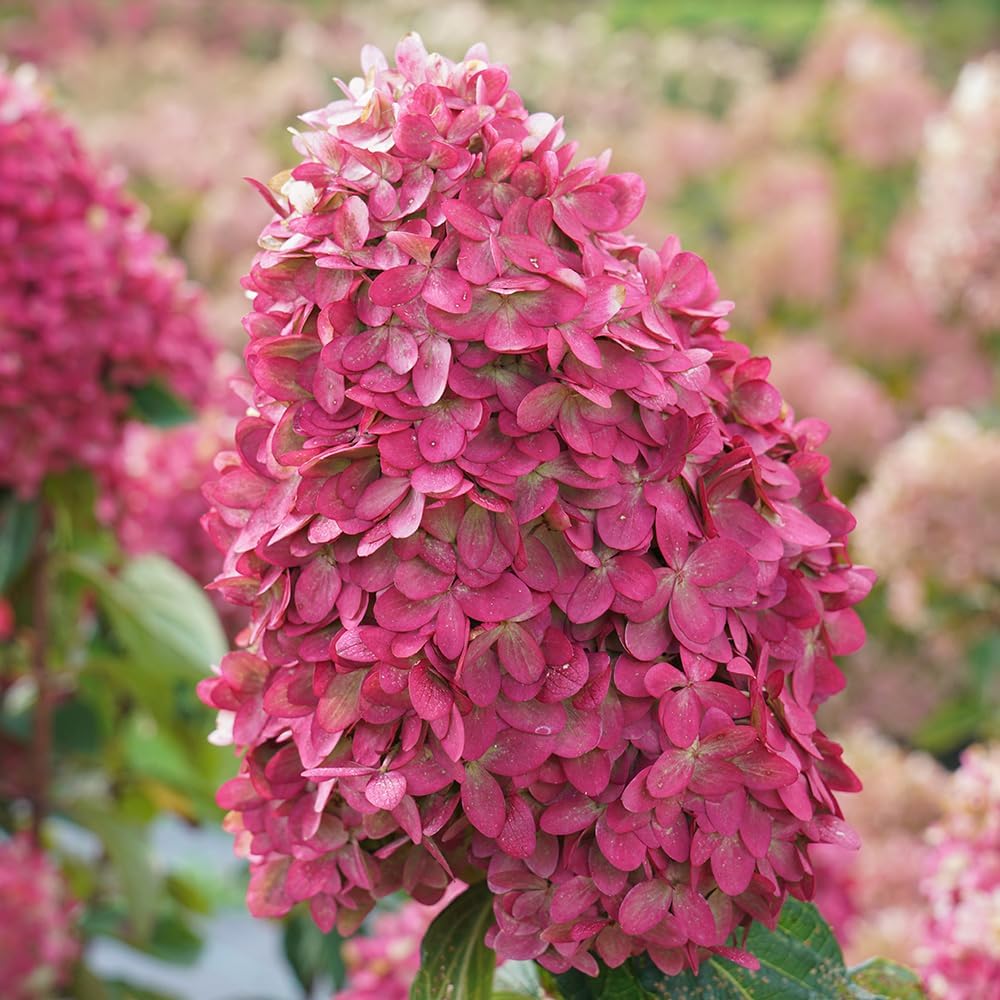 Limelight Prime Panicle Hydrangea 3 Gal Proven Winners C958453