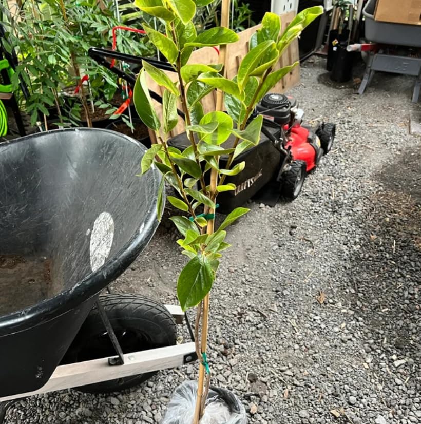 Hachiya Persimmon Tree - 24" Tall Live Plant - Grafted - Gallon Pot Q78497